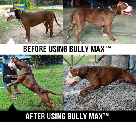 bully max dog food results|Bully Max® .